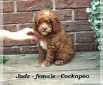 Small #3 Cock-A-Poo