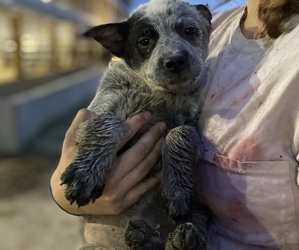 Australian Cattle Dog Puppy for sale in NORTH BANGOR, NY, USA