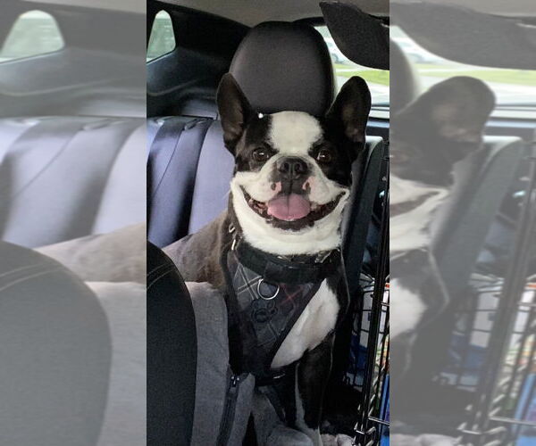 Medium Photo #5 Faux Frenchbo Bulldog Puppy For Sale in Brights Grove, Ontario, Canada