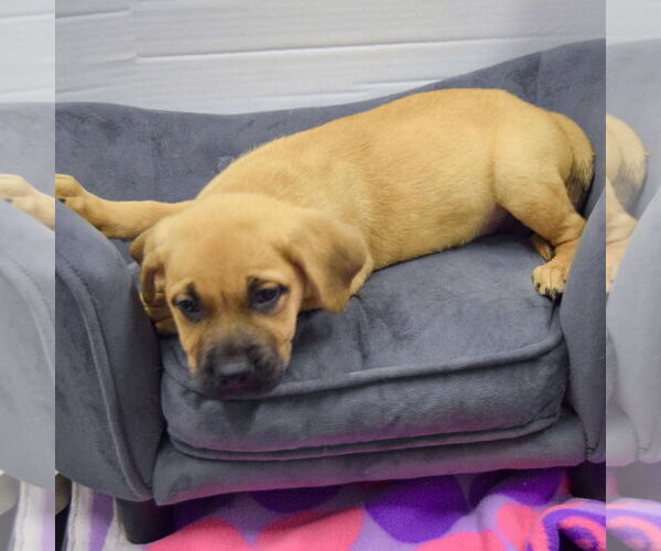 Medium Photo #3 Mastiff-Unknown Mix Puppy For Sale in Huntley, IL, USA