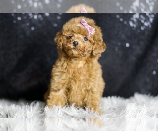 Medium Photo #5 Poodle (Miniature) Puppy For Sale in WARSAW, IN, USA