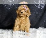Small Photo #5 Poodle (Miniature) Puppy For Sale in WARSAW, IN, USA