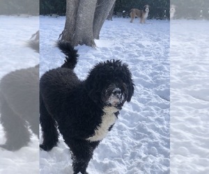 Father of the Bernedoodle puppies born on 10/07/2023