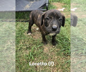 Mutt Dogs for adoption in Wenonah, NJ, USA