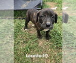 Small Mutt