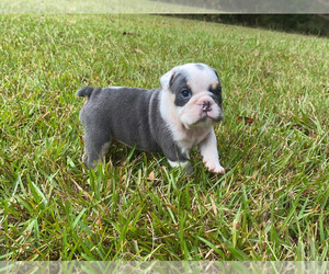 English Bulldog Puppy for sale in LOCUST GROVE, GA, USA