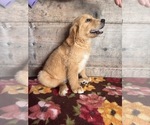 Small #8 Golden Retriever