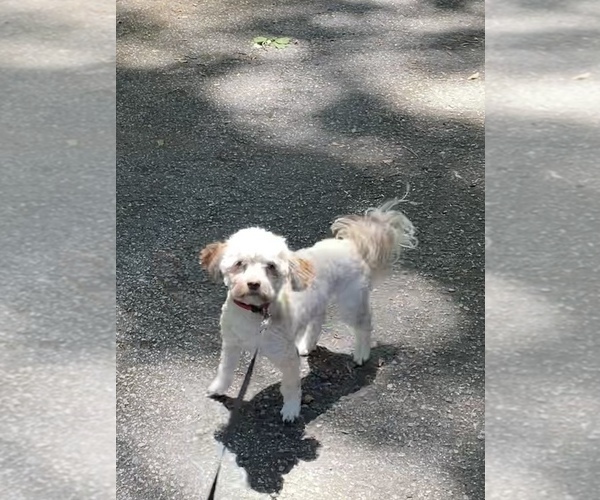 Medium Photo #1 Havanese Puppy For Sale in ATHENS, GA, USA
