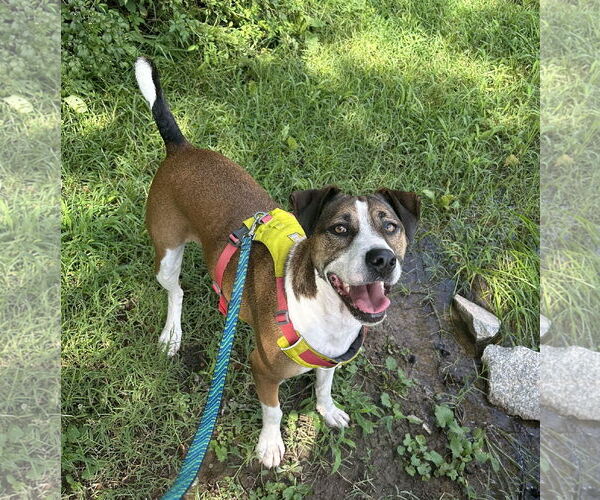 Medium Photo #2 Mutt Puppy For Sale in Cary, NC, USA