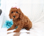 Small Photo #4 Poodle (Miniature) Puppy For Sale in SHILOH, OH, USA