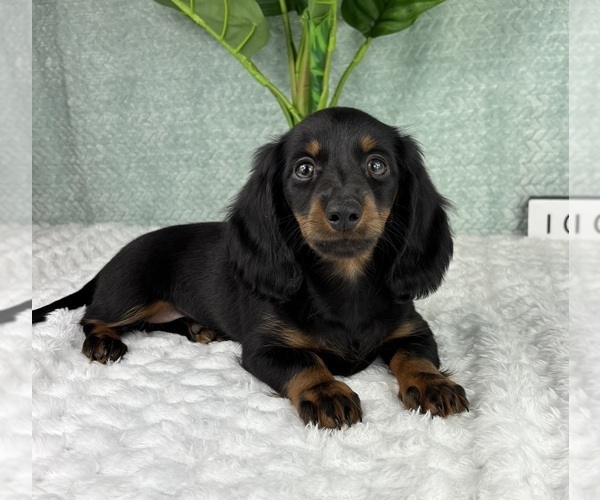 Medium Photo #4 Dachshund Puppy For Sale in FRANKLIN, IN, USA