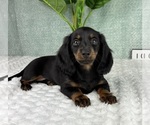 Small #3 Dachshund
