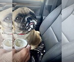 Small #1 Pug