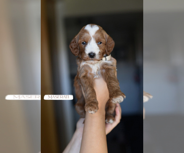 Medium Photo #2 Goldendoodle (Miniature) Puppy For Sale in SACRAMENTO, CA, USA