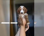 Small #1 Goldendoodle (Miniature)