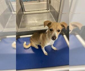 Mutt Dogs for adoption in San Antonio, TX, USA