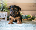Puppy Fox Yorkshire Terrier