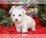 Small #13 Maltese