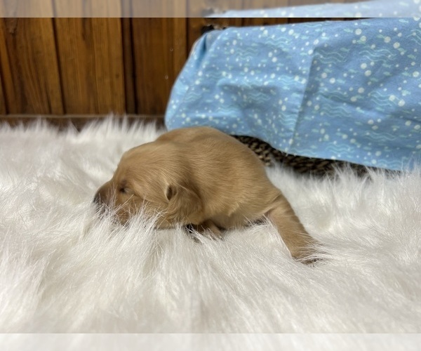 Medium Photo #3 Golden Retriever Puppy For Sale in NEOLA, WV, USA