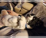 Small Photo #27 English Springer Spaniel Puppy For Sale in LINCOLN, NE, USA