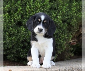 Australian Shepherd-Beagle Mix Puppy for sale in FREDERICKSBG, OH, USA