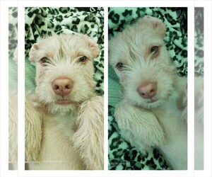 American Pit Bull Terrier-Labradoodle Mix Puppy for sale in LOS ANGELES, CA, USA