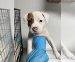 Small #1 American Pit Bull Terrier
