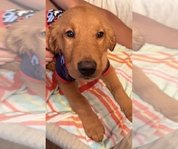 Medium Photo #7 Golden Retriever Puppy For Sale in SOMERSWORTH, NH, USA