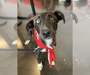 Catahoula Leopard Dog-Unknown Mix Dogs for adoption in Wakefield, RI, USA