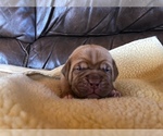 Small Photo #6 Dogue de Bordeaux Puppy For Sale in INKOM, ID, USA