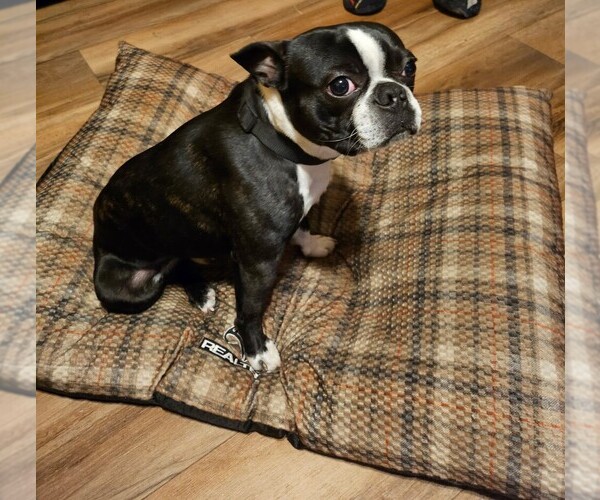 Medium Photo #1 Boston Terrier Puppy For Sale in MAXTON, NC, USA