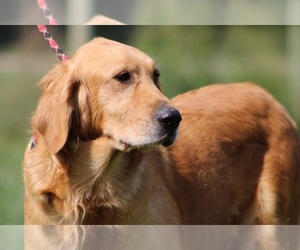 Mother of the Golden Retriever puppies born on 06/15/2026