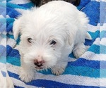 Puppy Piper Havashu-West Highland White Terrier Mix