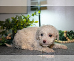 Small #2 Cavapoo (Miniature)