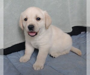 Labrador Retriever Puppy for sale in CALIENTE, CA, USA