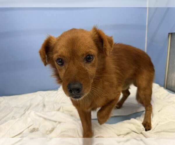 Medium Photo #1 Chihuahua-Unknown Mix Puppy For Sale in San Bernardino, CA, USA