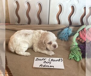 Cocker Spaniel Puppy for sale in CADDO, OK, USA