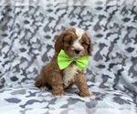 Small #4 Cavapoo (Miniature)