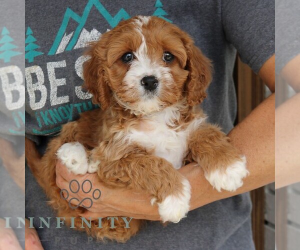 Medium Photo #3 Cavapoo (Miniature) Puppy For Sale in NARVON, PA, USA