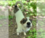 Small #7 Rat Terrier-Shiba Inu Mix