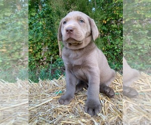 Labrador Retriever Puppy for sale in CROTHERSVILLE, IN, USA