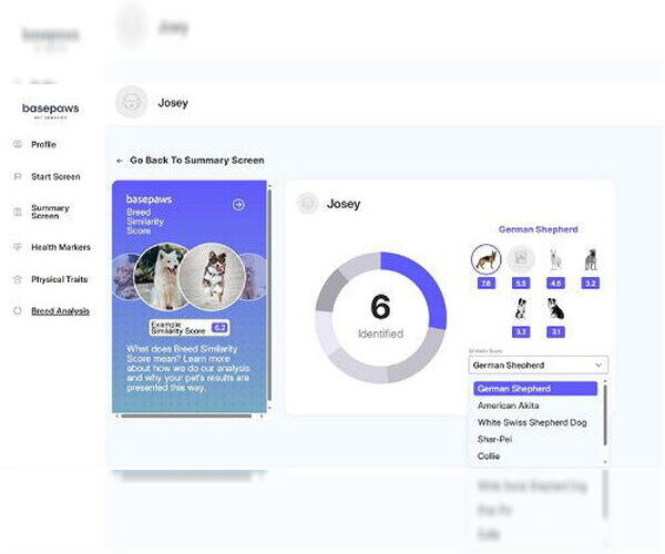 Medium Photo #16 Akita-Unknown Mix Puppy For Sale in McKinney, TX, USA