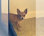 Small #4 Chihuahua Mix