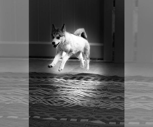 Medium Photo #3 Pomsky Puppy For Sale in VENUS, PA, USA