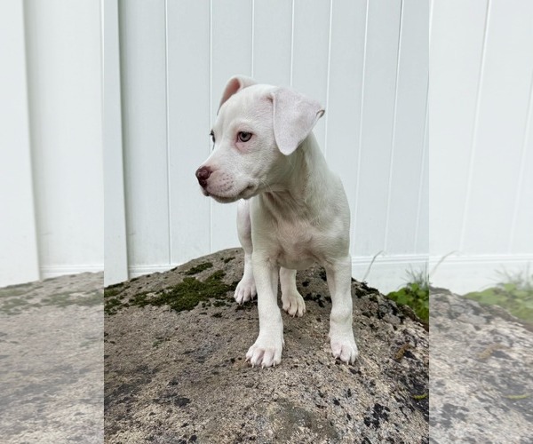 Medium Photo #6 Mutt Puppy For Sale in pomfret, CT, USA