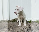 Small #5 Mutt