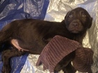 Small Photo #11 Labrador Retriever Puppy For Sale in GATES, NY, USA