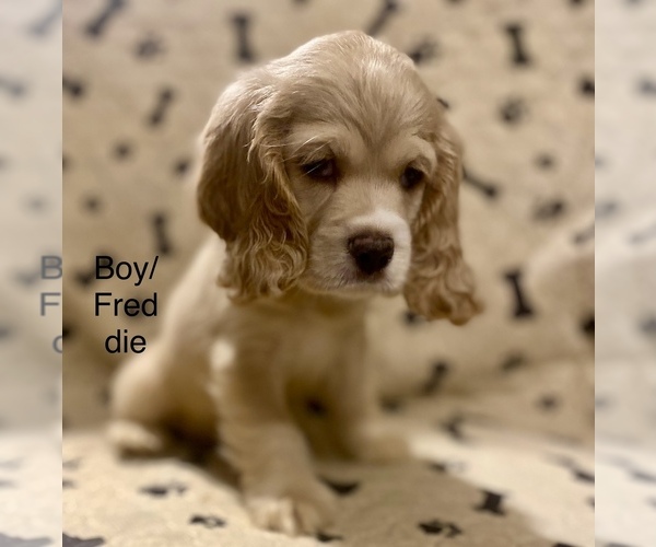 Medium Photo #7 Cocker Spaniel Puppy For Sale in SUMTER, SC, USA