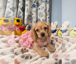 Small #2 Cocker Spaniel