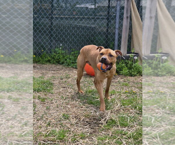 Medium Photo #6 American Pit Bull Terrier-Unknown Mix Puppy For Sale in Evansville, IN, USA